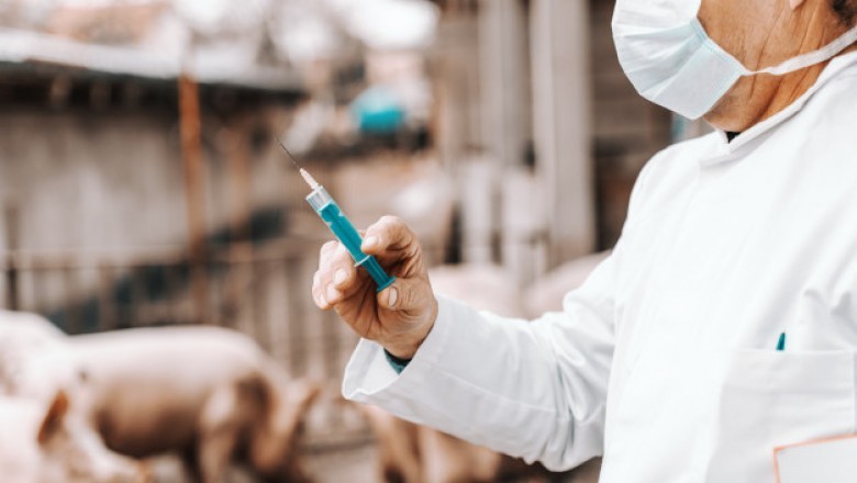 The latest swine flu epidemic has led to a strong demand for H1N1 vaccines around the world.