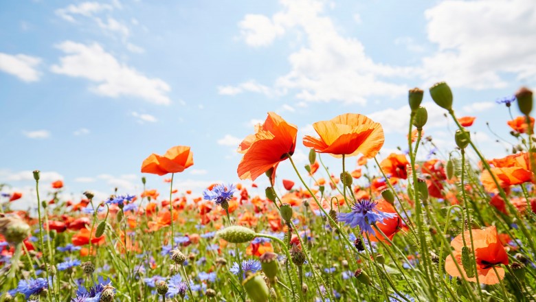 7+ Delightful Summer Flowers For Garden