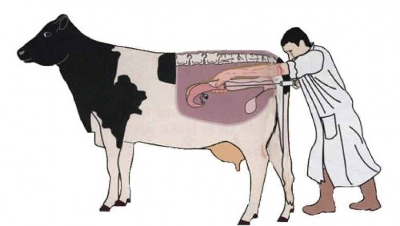 Artificial Insemination Market Size Share Trends Forecast 2026