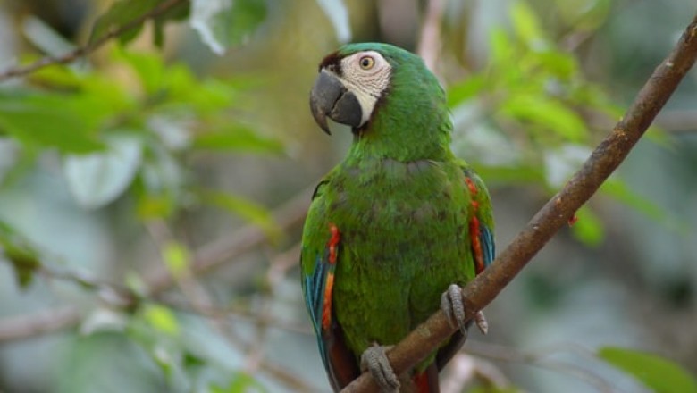 Does Your Parrot Need Bird Toys