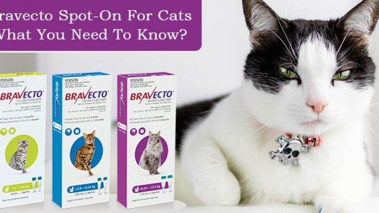 Bravecto Spot-On For Cats: What You Need To Know?