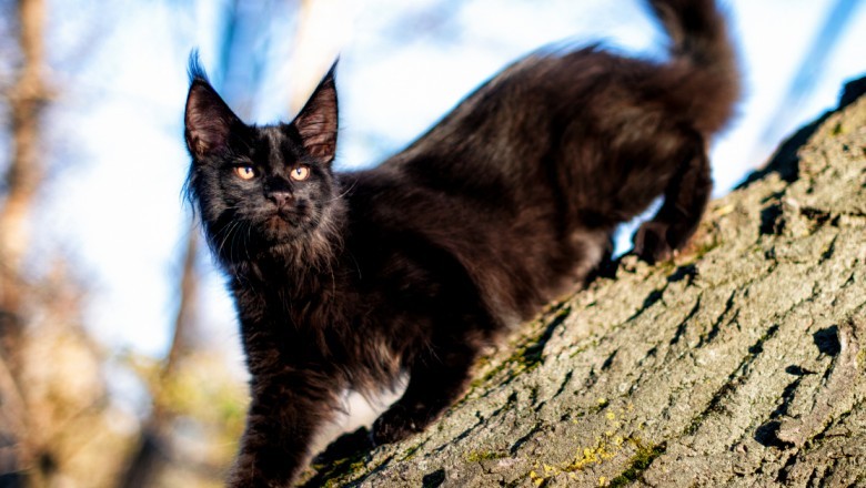 The smart Trick of black maine coon cat That No One is Discussing