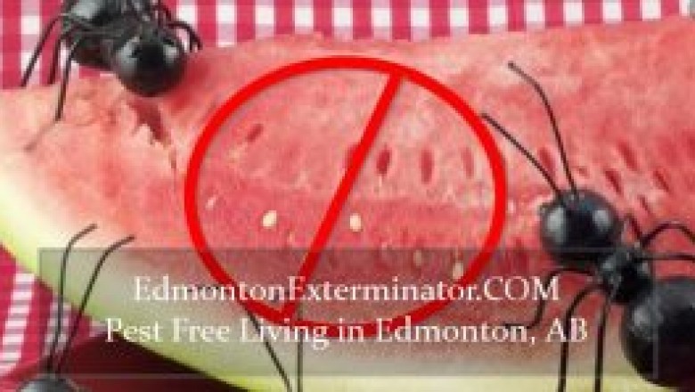 Pest Control Edmonton