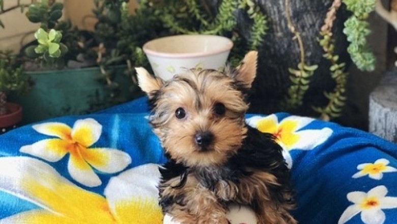 Teacup Yorkie puppies