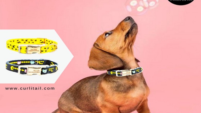 Pet Accessories | Buy Pet Clothes Online in USA