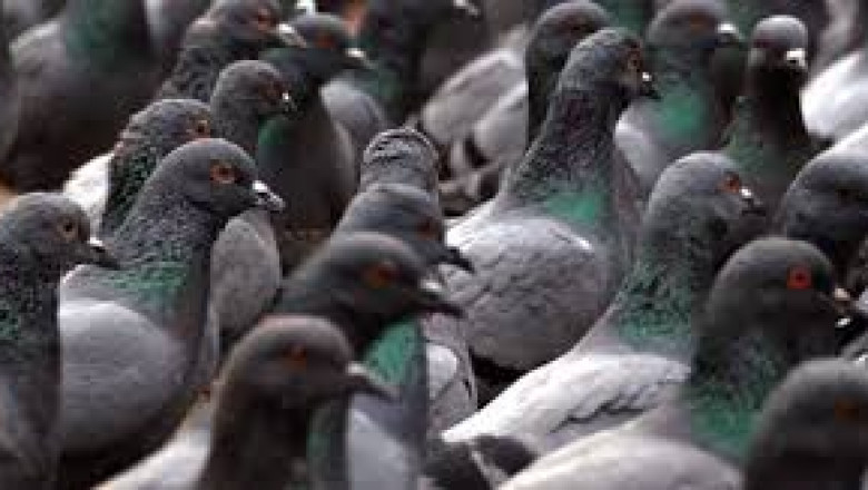 Pest Control Software For Small Business