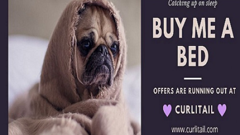 Pet Accessories | dog collar girl