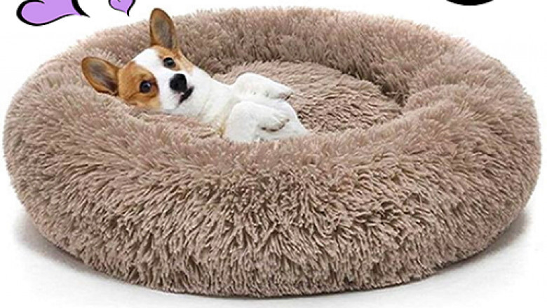 Pet Accessories | Buy Pet Clothes Online in USA at Best Price | puppy collar