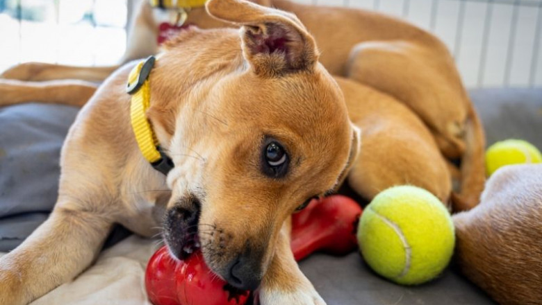 Best Home Upgrades For Pet Friendly Households