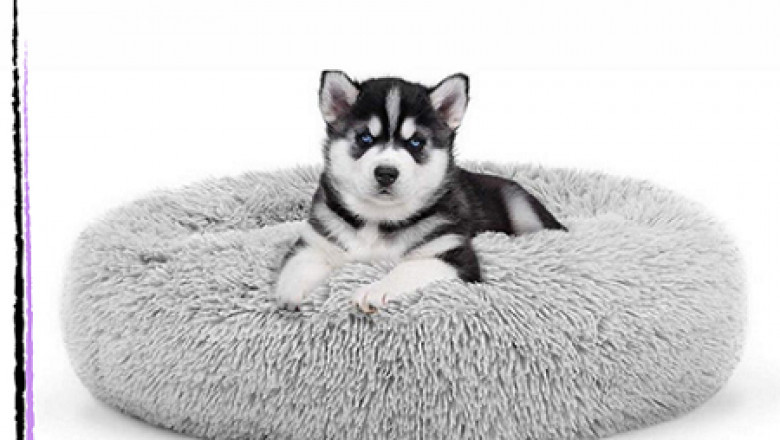 Best pet accessories shop | online pet store | Curlitail