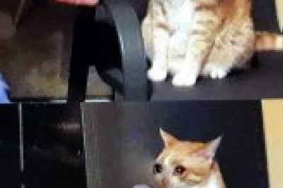 Cat meme generator