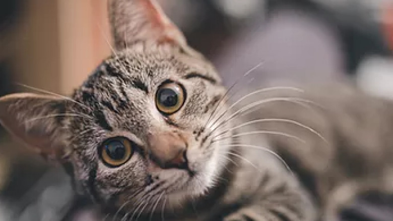Veterinary acupuncture Singapore