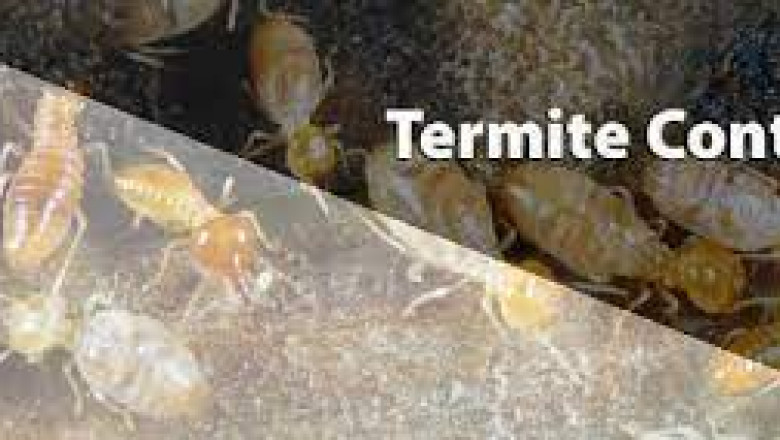 Amazing Termite Control Service in Melbourne 2021