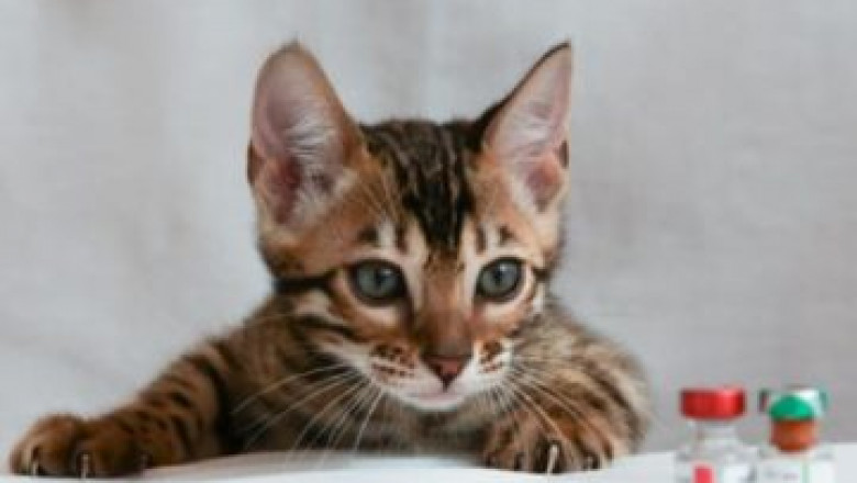 How To Take Care Of Your Cat?