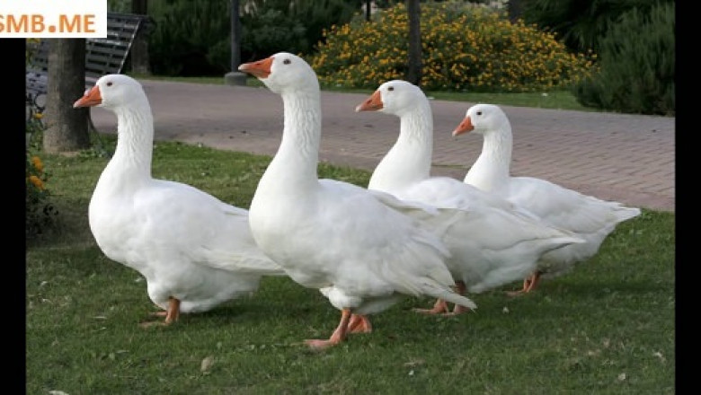 Giai ma giac mo thay nhung con ngong