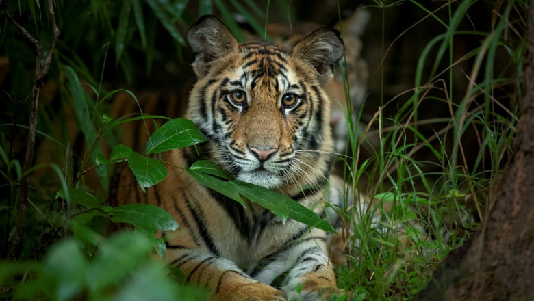 Tiger safari in India: Bandhavgarh National Park
