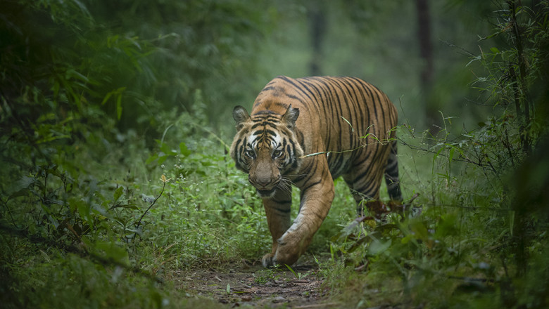 Tiger safari in India: Corbett National Park