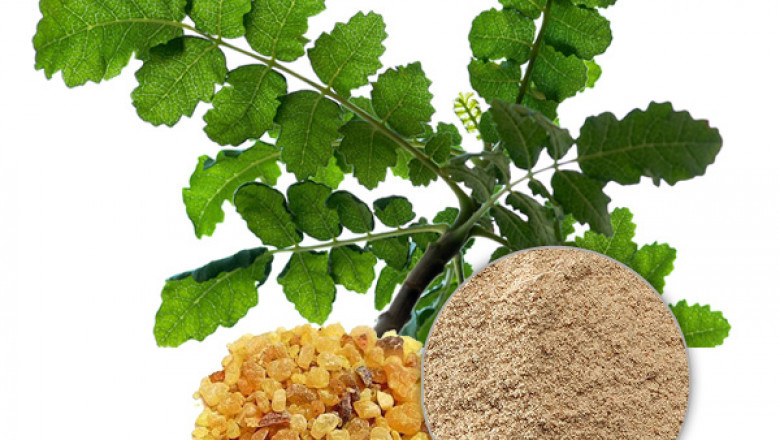 Boswelia Serata Extract Powder