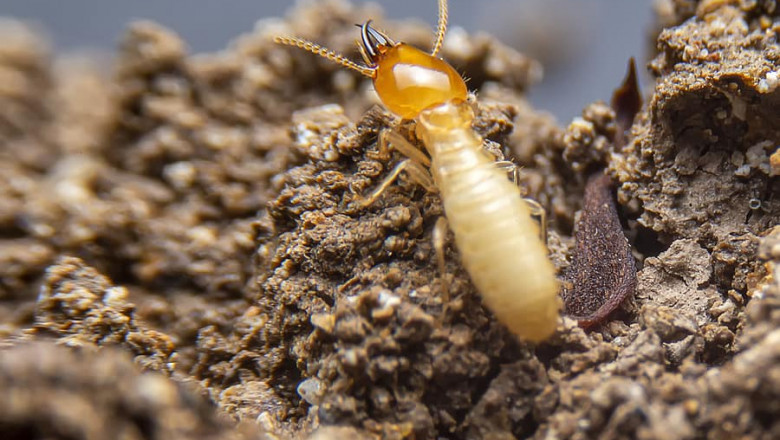 Termite Control Market Growth to be Boosted by Increasing Demand for Termite Control Products