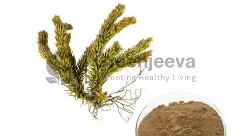 Huperzia Serrata Extract Powder