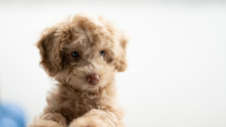 How to Use Puppy Training Pads and a Pen the Right Way?
