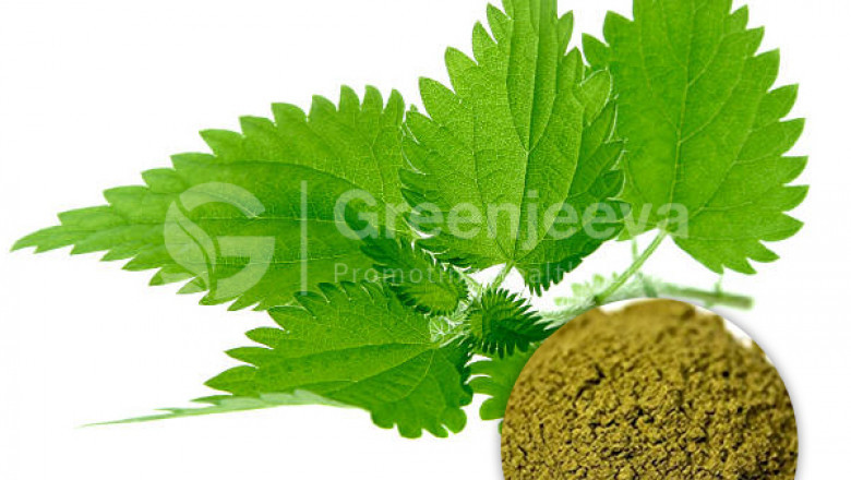 Nettle Leaf Extract Powder