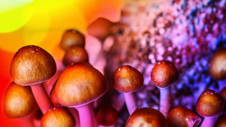 How to cook with magic mushrooms