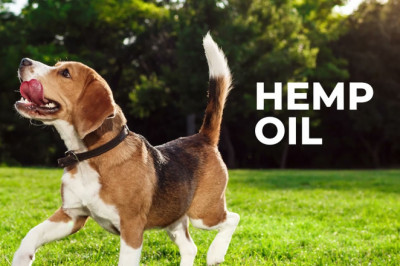 Natural Hemp Oil for Pets | King Kanine Wellness