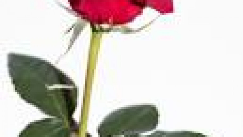 Philadelphiaerotic nuru massage