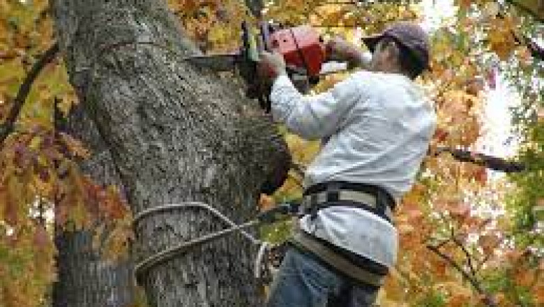 Tree service Elkhart