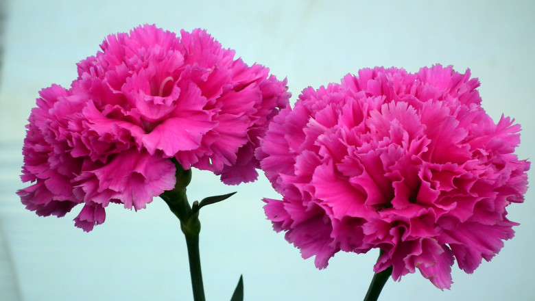 Exotic Pink Carnation Flower Bouquets for Your Loved Ones