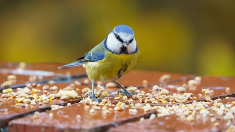 3 Steps You Can Use to Find the Right Bird Food for Your Pet!