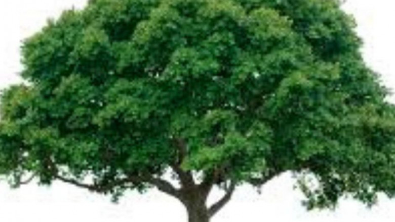 Tree Removal Madisonville | Acadian Tree Removal and Stump Services