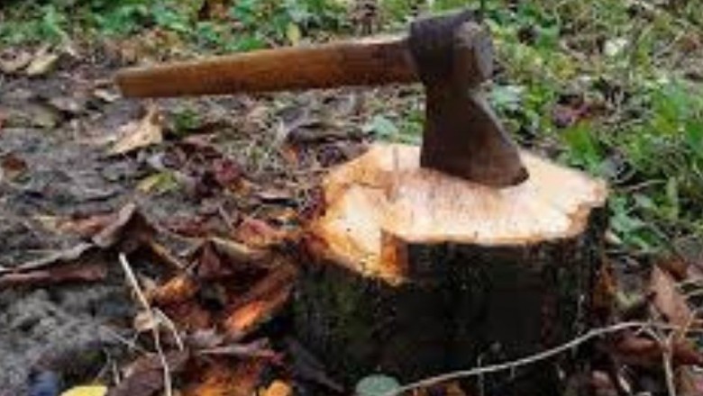 Picayune Tree Removal | Acadian Tree and Stump Removal Service