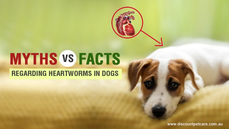 Myths vs Facts Regarding Heartworms In Dogs - DiscountPetCare