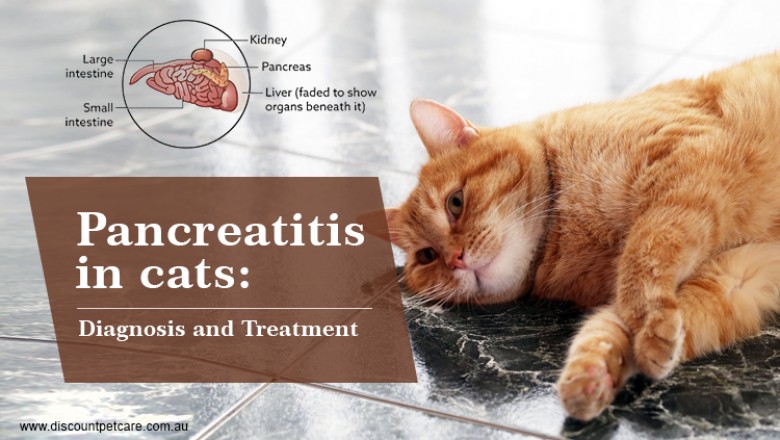 Pancreatitis in Cats: Diagnosis and Treatment - DiscountPetCare