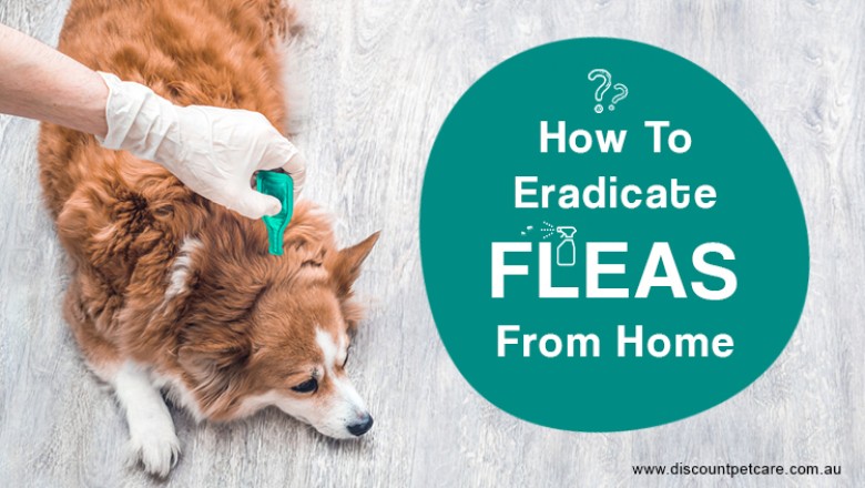 How to Get Rid of Fleas from Home - DiscountPetCare