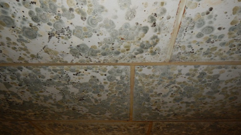 Mold Remediation Mullica Hill