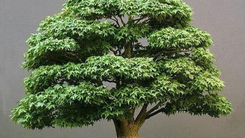 Placement of your Bonsai trees