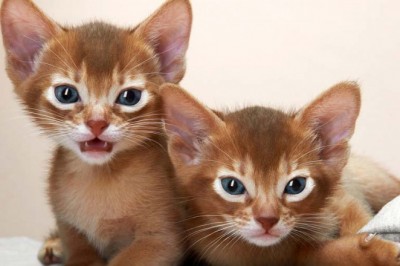Abyssinian Kittens for Sale in USA | Quality Breeders