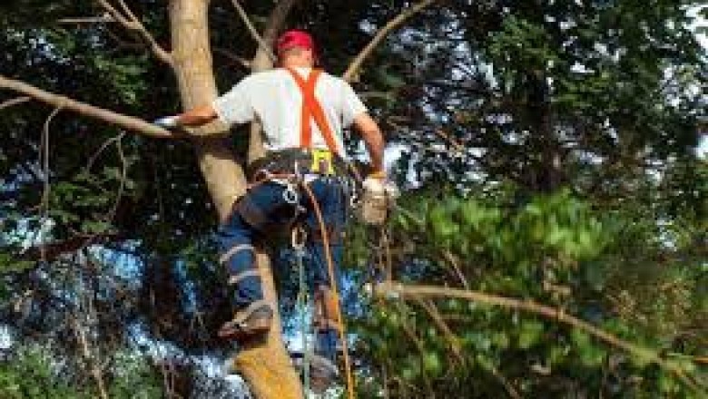 Tree Removal Pass Christian | Acadian Tree and Stump Removal Service