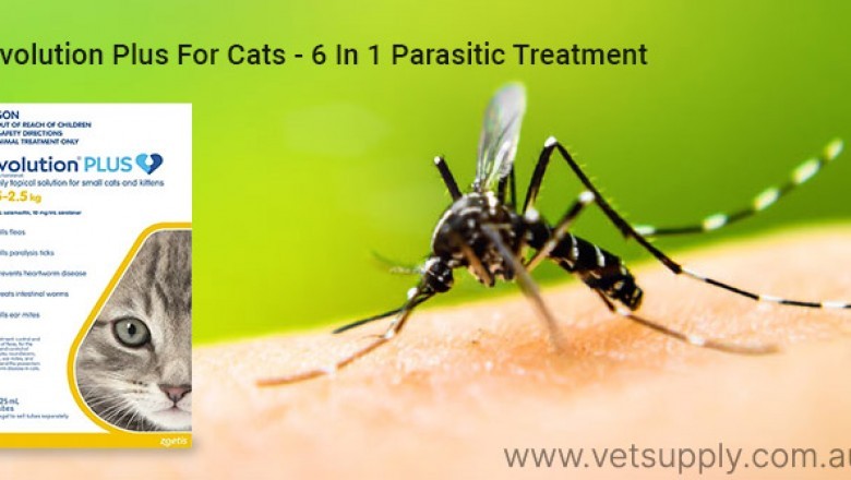 Revolution Plus For Cats- A Powerful 6 In 1 Parasitic Treatment