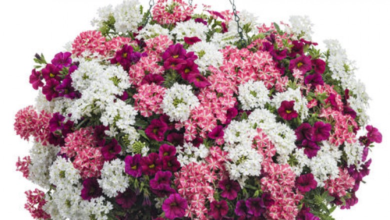 Flower Baskets & Gifts That Loved By Everyone