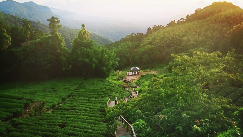 Organic Loose Leaf Tea- Healthy Liquor for Tea Fanatics