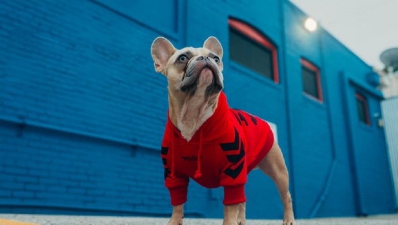 How to Choose Your Pet Store