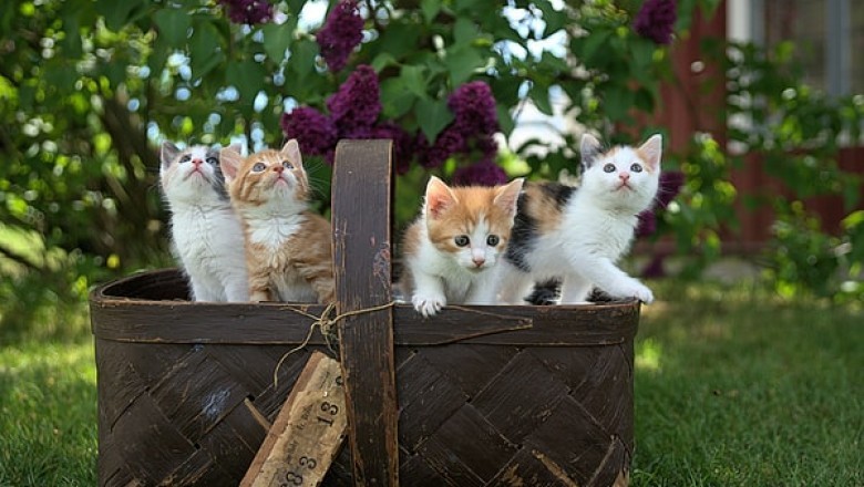 What Makes Cat Litter Crystals a Great Choicee