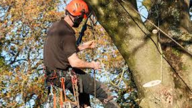 Pass Christian Tree Removal | Acadian Tree and Stump Removal Service