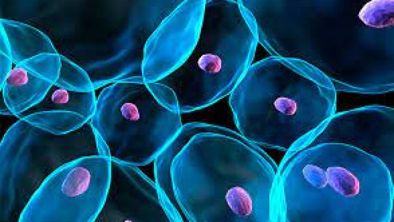 Global Opporunities in Optical Imaging Market 2018-2023 by Revenue Statistics and Key Growth Strategies to 2023