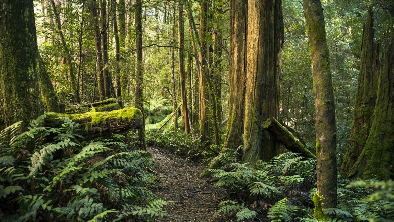 Picking out a Tree Service Skill