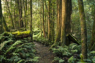 Picking out a Tree Service Skill